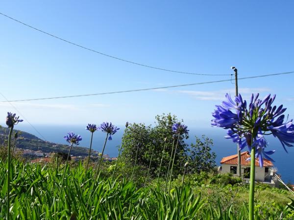Blumenlandschaft auf Madeira